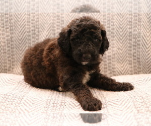 Poodle (Standard) Litter for sale in LENA, MS, USA