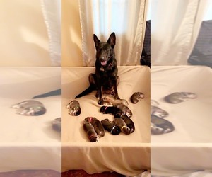 German Shepherd Dog-Sharberian Husky Mix Litter for sale in MOBERLY, MO, USA