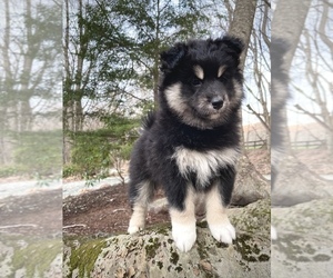Pomsky Litter for sale in TODD, NC, USA
