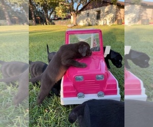 Labrador Retriever Litter for sale in KISSIMMEE, FL, USA
