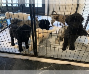 Poodle (Standard) Litter for sale in PLANT CITY, FL, USA