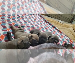 French Bulldog Litter for sale in INVERNESS, FL, USA