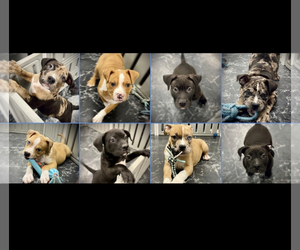 American Bully Litter for sale in REESEVILLE, WI, USA