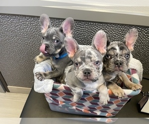 French Bulldog Litter for sale in LAS VEGAS, NV, USA