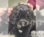 Small Photo #1 Saint Berdoodle Puppy For Sale in SAINT JOSEPH, MO, USA