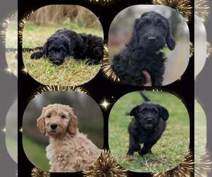 Goldendoodle Litter for sale in LONG BEACH, WA, USA