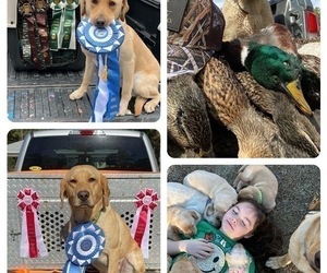 Labrador Retriever Litter for sale in DEXTER, GA, USA