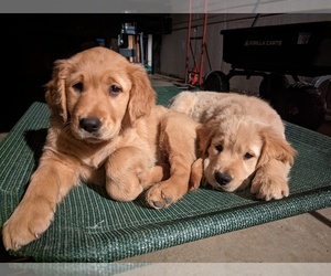 Golden Retriever Litter for sale in PLYMOUTH, IN, USA