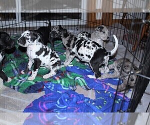 Great Dane Litter for sale in YELLVILLE, AR, USA
