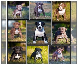 American Bully Litter for sale in GIG HARBOR, WA, USA