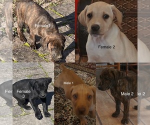 Mountain Cur Litter for sale in CADIZ, KY, USA