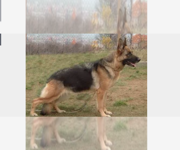 Medium Photo #1 German Shepherd Dog Puppy For Sale in COLUMBIA, MO, USA