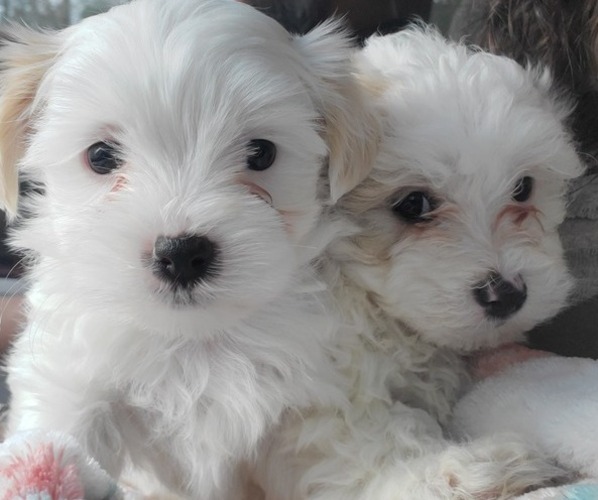 Medium Photo #1 Maltipoo Puppy For Sale in AMITY, AR, USA