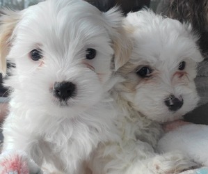 Maltipoo Litter for sale in AMITY, AR, USA