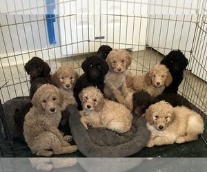 Poodle (Standard) Litter for sale in DRUMMONDS, TN, USA