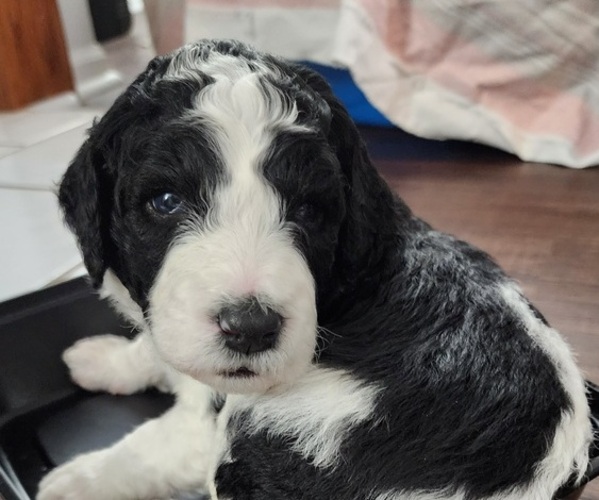Medium Photo #1 Bernedoodle-Poodle (Standard) Mix Puppy For Sale in ROXBORO, NC, USA