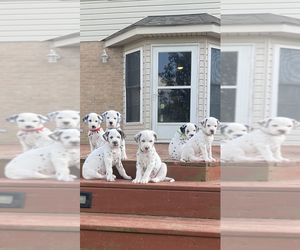 Dalmatian Litter for sale in MORROW, OH, USA