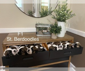 Saint Berdoodle Litter for sale in SPRINGFIELD, MO, USA