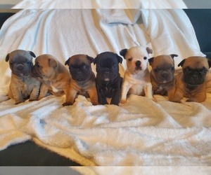 French Bulldog Litter for sale in HUMBOLDT, SD, USA