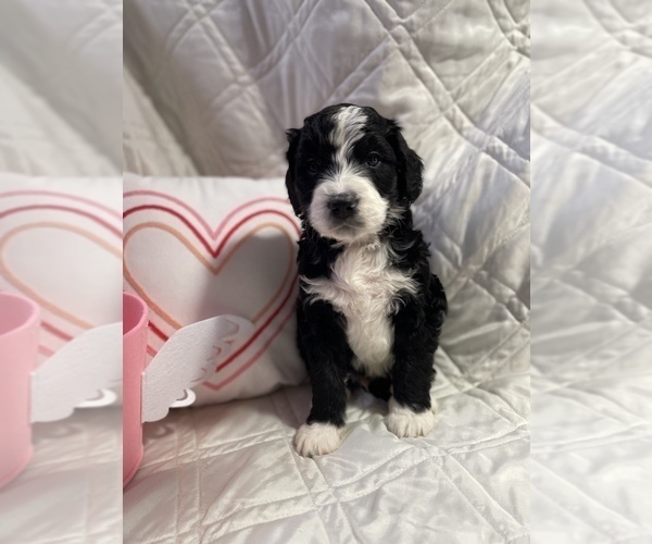 Medium Photo #1 Bernedoodle Puppy For Sale in HARRISON, MI, USA