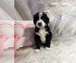 Small Photo #1 Bernedoodle Puppy For Sale in HARRISON, MI, USA