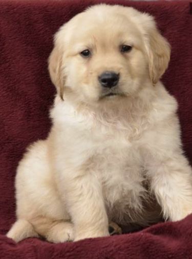 Medium Photo #1 Golden Retriever Puppy For Sale in SAN FRANCISCO, CA, USA