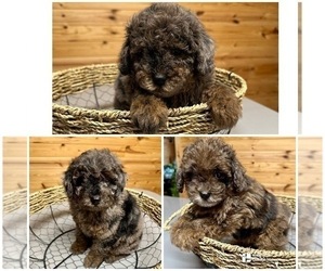 Poodle (Toy) Litter for sale in BRADLEY, AR, USA