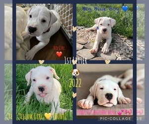 Dogo Argentino Litter for sale in CLARKSVILLE, TN, USA