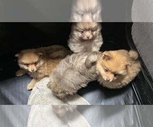 Pomeranian Litter for sale in MIDDLETOWN, OH, USA