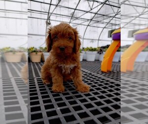 Poodle (Miniature) Litter for sale in GREENWOOD, WI, USA