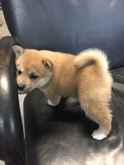 Shiba Inu Litter for sale in INVER GROVE HEIGHTS, MN, USA
