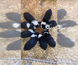 Border Collie Litter for sale in WOLCOTT, IN, USA