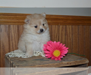 Pomeranian Litter for sale in GREENWOOD, WI, USA