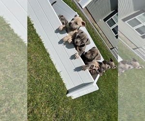 American Bully Litter for sale in SYRACUSE, NY, USA