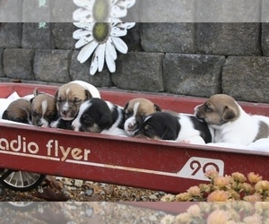 Jack Russell Terrier Litter for sale in MOUNT VERNON, IL, USA