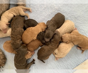 Labradoodle Litter for sale in SHELL KNOB, MO, USA