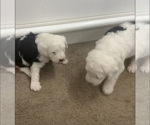 Sheepadoodle-Unknown Mix Litter for sale in CHECOTAH, OK, USA