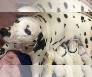 Dalmatian Litter for sale in NEW MILFORD, CT, USA