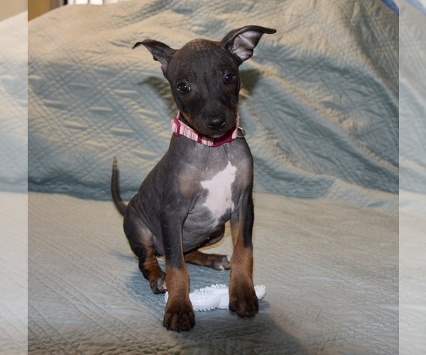Medium Photo #1 American Hairless Terrier Puppy For Sale in PHOENIX, AZ, USA