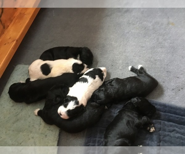 Medium Photo #1 Portuguese Water Dog Puppy For Sale in BROOKFIELD, WI, USA