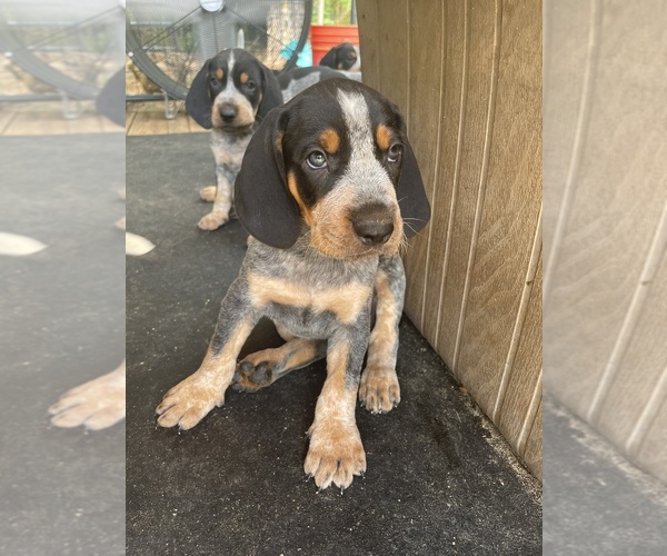 Medium Photo #1 Bluetick Coonhound Puppy For Sale in PRINCETON, LA, USA