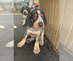 Small Photo #1 Bluetick Coonhound Puppy For Sale in PRINCETON, LA, USA