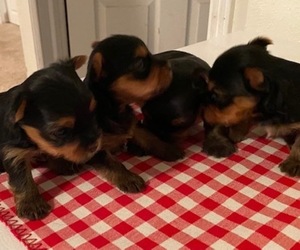 Yorkshire Terrier Litter for sale in LAMAR, CO, USA