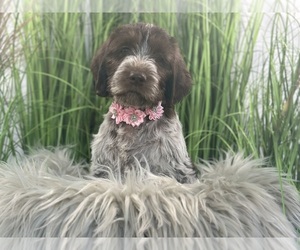 Wirehaired Pointing Griffon Litter for sale in KEYSTONE, IN, USA