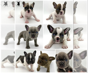 French Bulldog Litter for sale in SIGNAL HILL, CA, USA