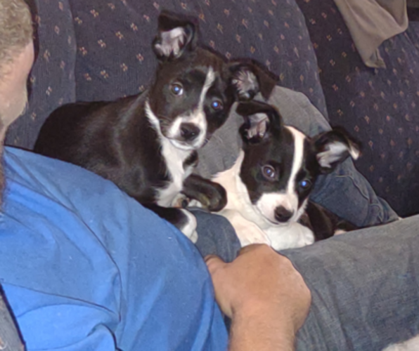 Medium Photo #1 Border Collie-Jack Russell Terrier Mix Puppy For Sale in GRAFTON, NH, USA