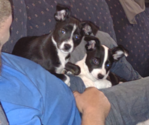 Small Photo #1 Border Collie-Jack Russell Terrier Mix Puppy For Sale in GRAFTON, NH, USA