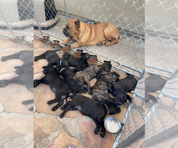 Medium Photo #1 Cane Corso Puppy For Sale in ARLINGTON, TX, USA