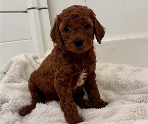 Labradoodle-Poodle (Miniature) Mix Litter for sale in RENO, NV, USA