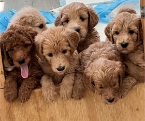 Goldendoodle Litter for sale in LOUISBURG, NC, USA